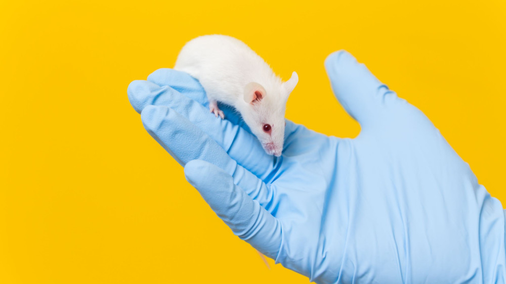 Mouse being handled by a person with gloves 