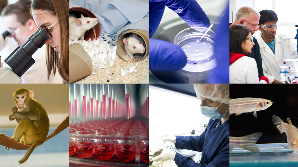 A collage of images to illustrate the work that the NC3Rs does. From top left to bottom right: A scientist in a white coat looks down a microscope, two white rats sit in cardboard tubes, a cell plate, researchers standing around some equipment, a macaque sits on a swing, well plate with pink fluid, a technician moving animals between cages and a zebrafish tank showing three partial zebrafish swimming.