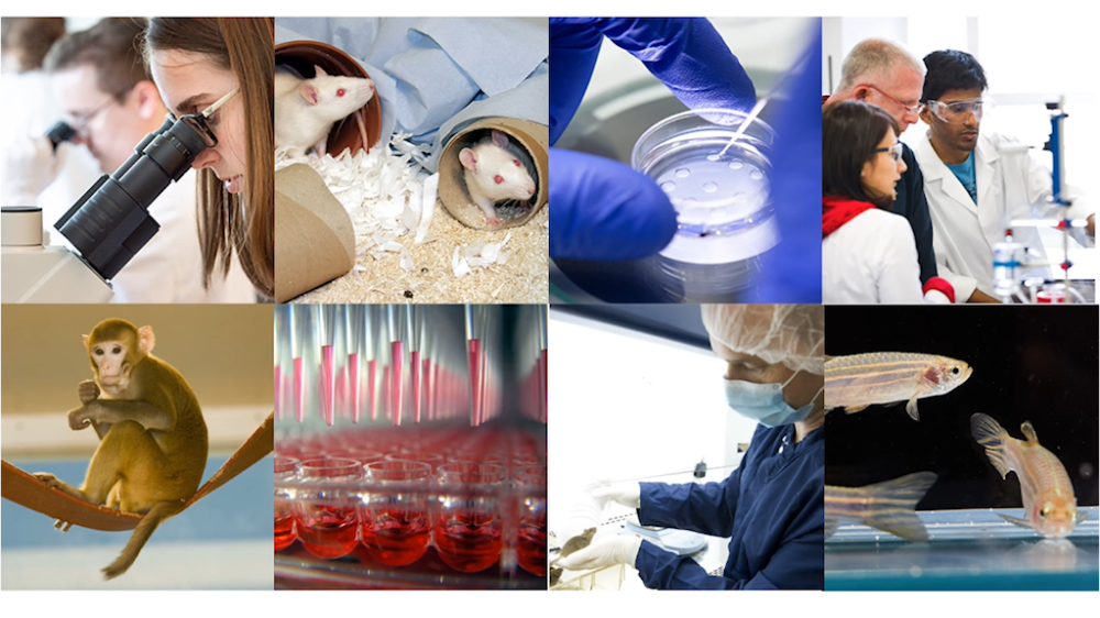 A collage of images to illustrate the work that the NC3Rs does. From top left to bottom right: A scientist in a white coat looks down a microscope, two whit rats sit in cardboard tubes, a cell plate, researchers standing around some equipment, a macaque sits on a swing, well plate with pink fluid, a technician moving animals between cages and a zebrafish tank showing three partial zebrafish swimming.