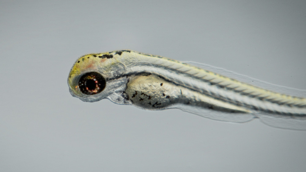 Zebrafish embryo