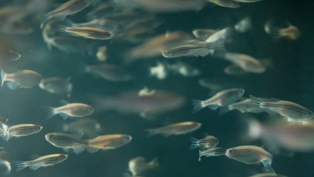 A group of zebrafish swimming in a tank.