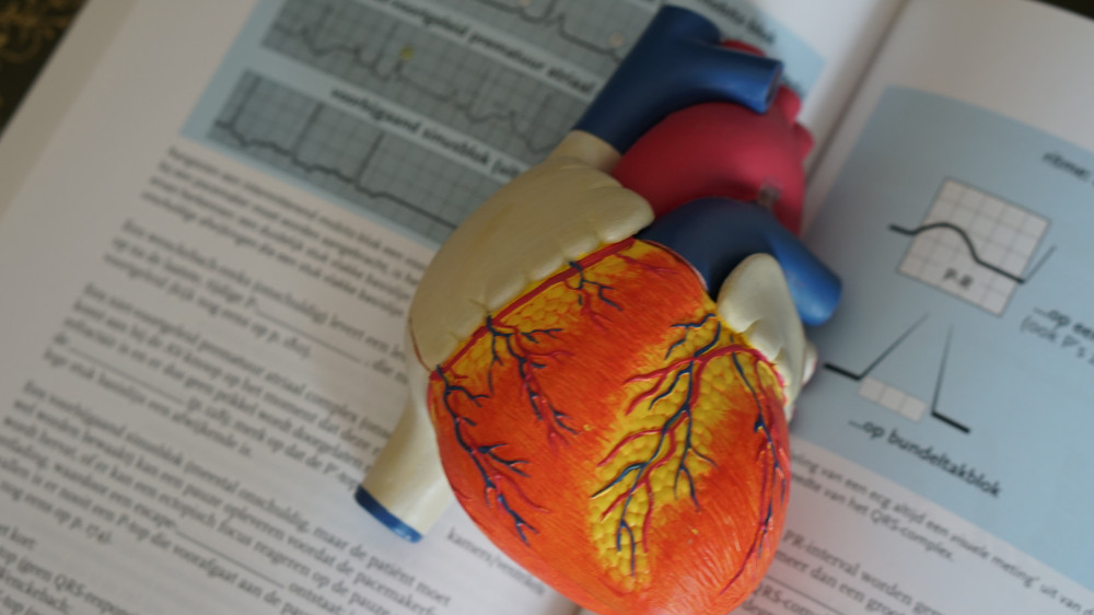Cardiovascular network plastic heart on textbook