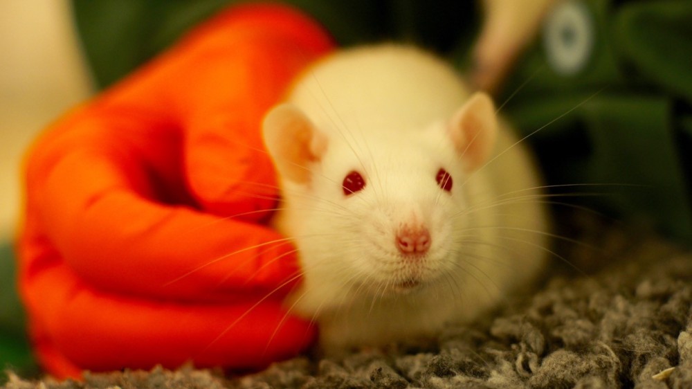 A white rat sitting in a relaxed position on fleecy bedding.