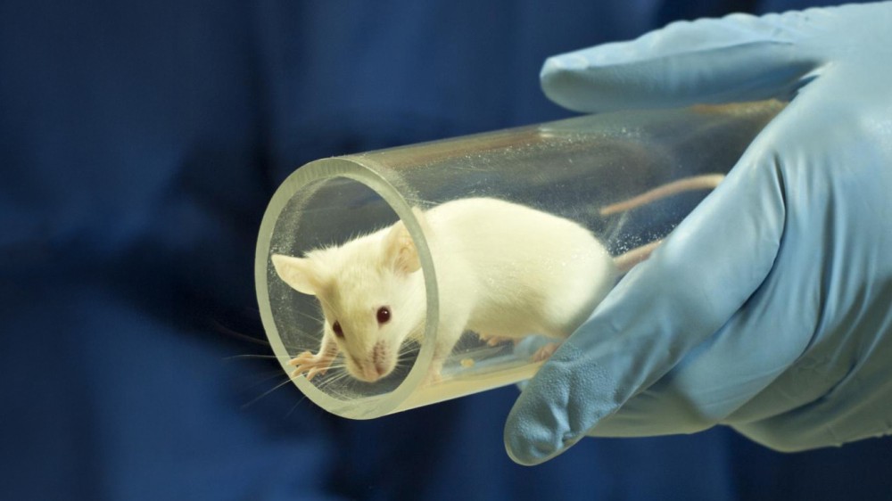 A mouse being held in a tunnel, a refined handling technique.