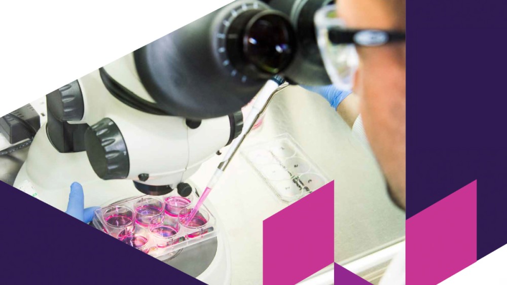 A man looks into a microscope pipetting pink liquid