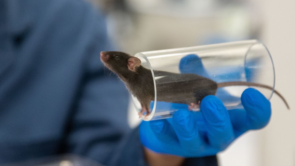 Mouse held in clear plastic tunnel exploring the room