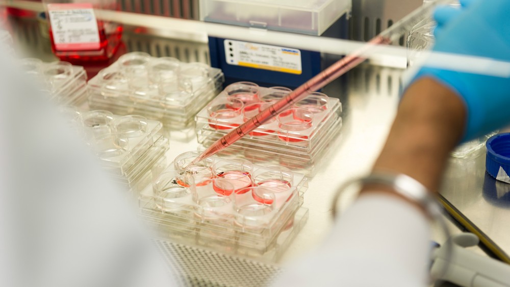 A scientist carefully fills well plates with a red liquid.