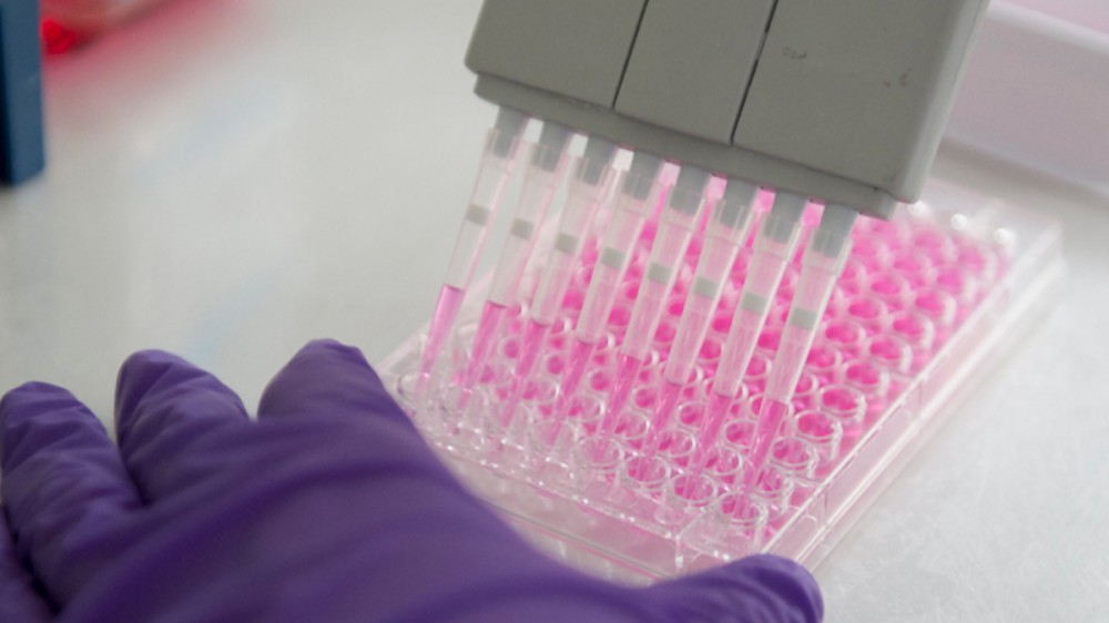 A purple gloved hand is holding a multi well plate. A aultichannel pipette is being used to add samples (pink) to multiple channels across a row simultaneously.