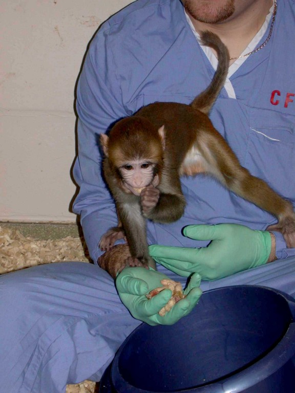 A technician sitting down hand feeding a macaque siting in his lap. The technician is wearing blue overalls and green gloves. The macaque can be seen in the middle of the picture leaning down to take food from his hand.