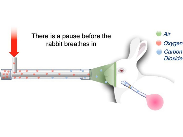 A diagram of a rabbit breathing apparatus for anaesthesia, demonstrating the flow of air, oxygen and carbon dioxide.