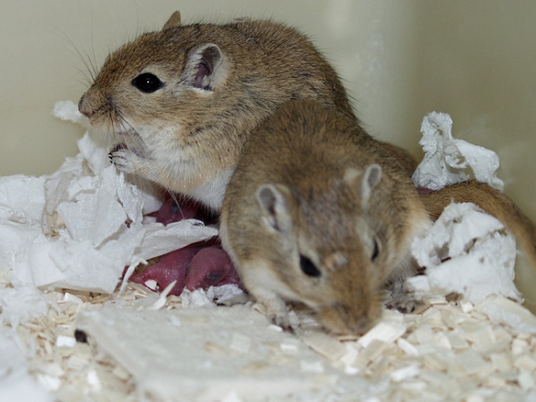 Both male and female gerbils provide parental care to pups. Two adult gerbils can be seen in a corner of a cage with sawdust and bedding visible. Small red pups can be seen between the two adult animals.
