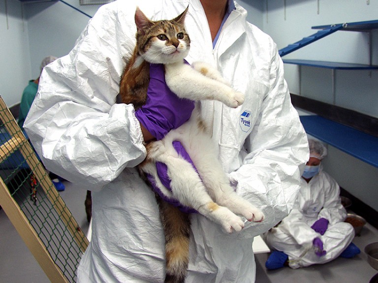 Cat being handled by the technician, held n their arms. The technican is wearing white overalls and plastic laboratory gloves.