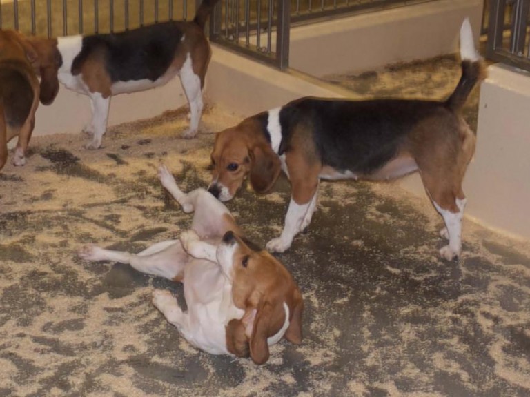 Four dogs in a pen, interacting and showing amicable social behaviour. The two dogs in the background are nose to nose. In the foreground one dog is on his back with legs in the air, a second dog can be seen sniffing him from the side.