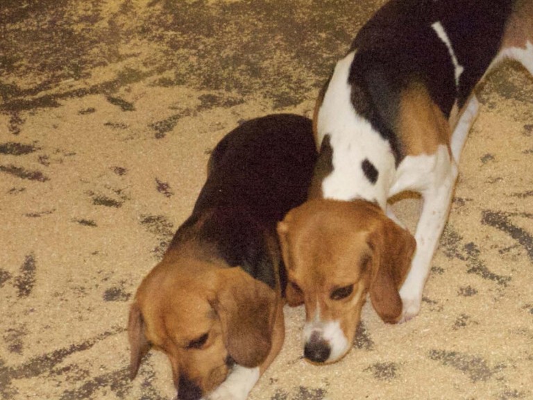 Two dogs interacting with their environment by sniffing their pen area