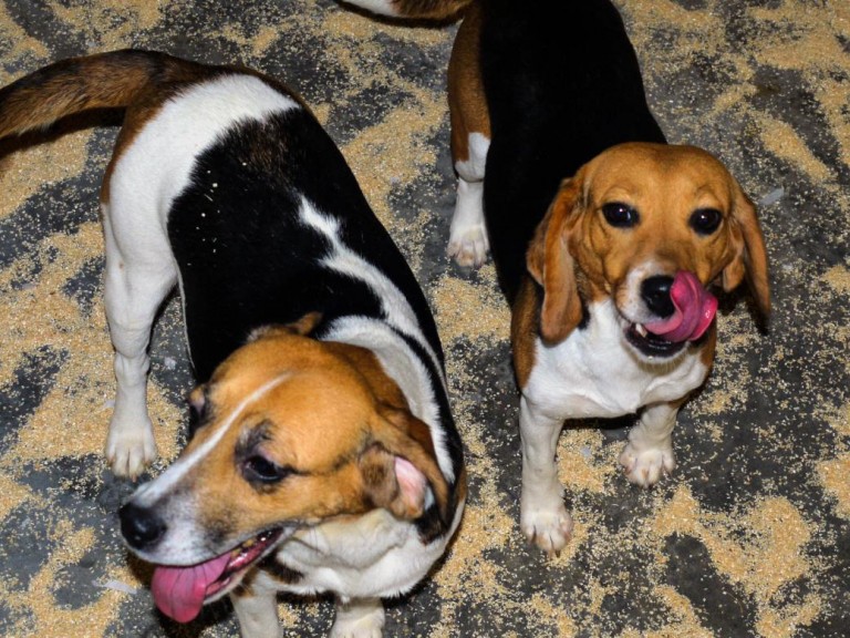 Two dogs, the one on the left can be seen panting. The one on the right can be seen lip smacking.