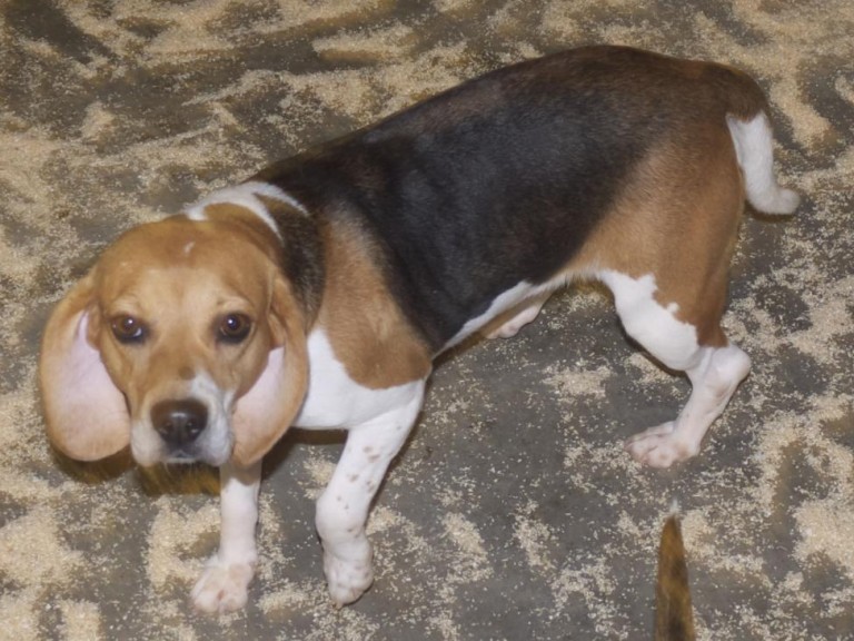 A dog standing up, with its front left paw lifted off the ground.