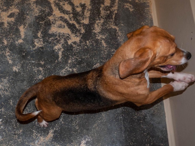 A dog is standing up, leaning its front paws against the wall. 