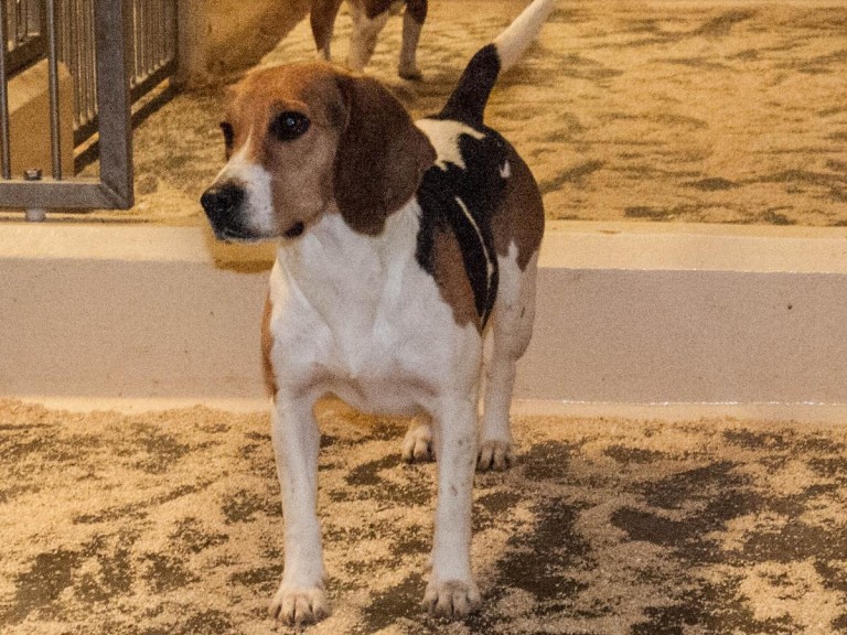 Dog is standing in a cage, floor is covered in sawdust. The dog is alert, tail is up and the head is slightly tilted to the left..