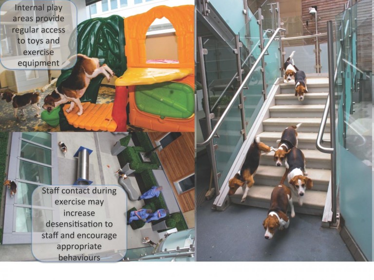 Three images showing dogs exercising. The top left shows a children's plastic play gym with dogs moving between different levels. The image on the left shows a number of dogs descending down a staircase. The bottom right image shows dogs playing in an open area among technicians, shown from above.