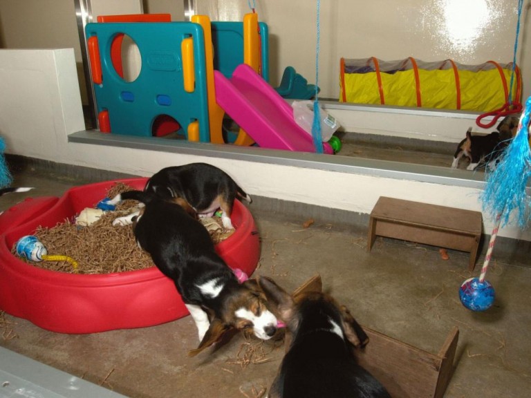 An indoor dog play area. There are multiple colourful toys and play areas including a yellow tunnel, a kids play house with a slide and a red sandpit filled with toys and shredded bedding.