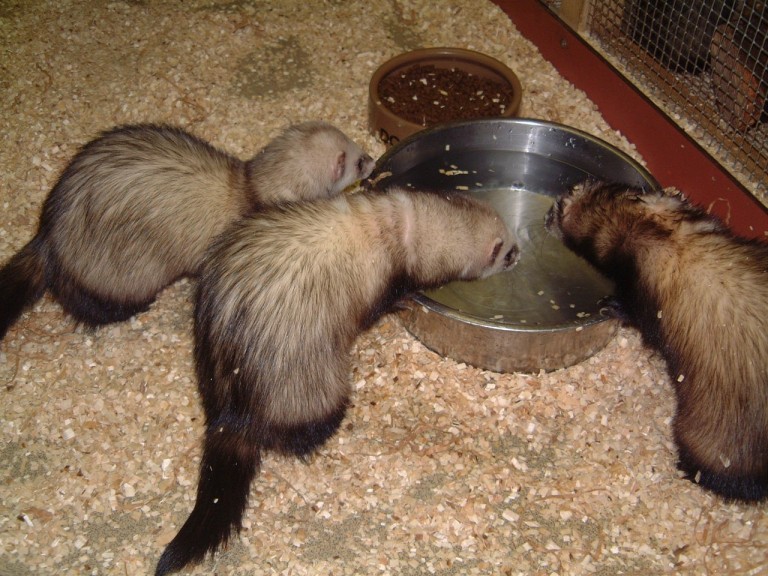A socially compatible group of ferrets drinking from a water bowl. Sawdust covers the enclosure floor.