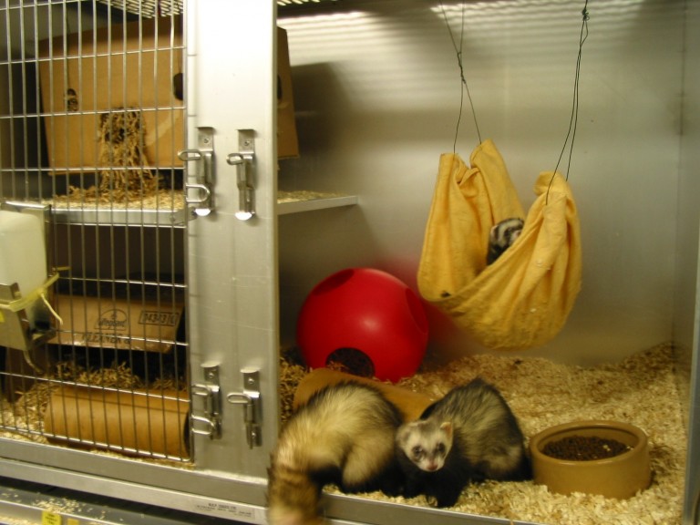 Ferrets in a cage. You can see multiple examples of environmental enrichment including a hammock, red plastic ball, cardboard tubes and nesting boxes.