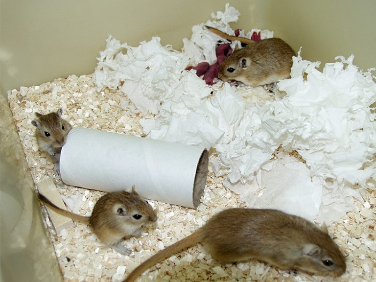 A family group of gerbils: a breeding pair with their newborn pups and older offspring. One adult sits in the bottom right hand corner. Two larger offspring are seen near a carboard tube (enrichment) and a further adult gerbil is seen in the back right corner of the cage near a litter of small pups. The pups are bright pink and red in colour. The cage floor is covered in sawdust and white bedding material.