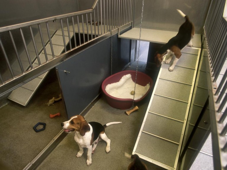 Two dogs seen in a pen. Pen subdivisions allow   complexity and choice. Raised   platforms offer visibility across the   room. Suspended chews are   provided as a means of   environmental enrichment. A dog   bed with fleecy bedding offers   a comfortable resting place. 