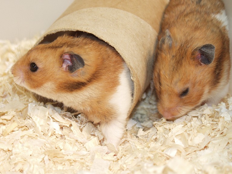 Two hamsters in a cage. The floor is covered in sawdust. One hamster is towards the right hand side, the other is in the middle, emerging from a cardboard tube (enrichment). Both hamsters are red and light brown in colour.