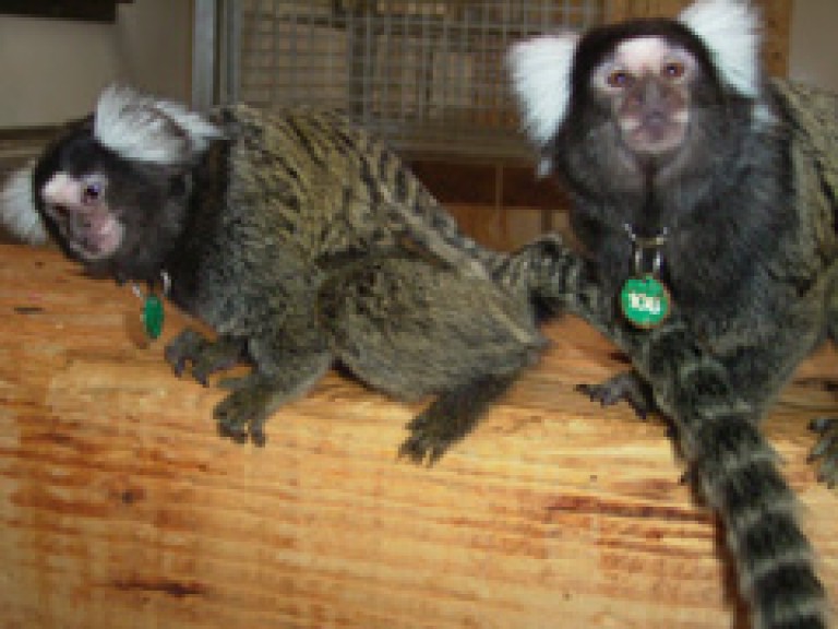 To common marmosets. The marmoset on the left is scent marking, rubbing its anogenital area on the wooden shelf.