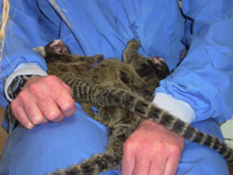 Two macaques sitting in a technician's lap enjoying relaxed human contact with staff.