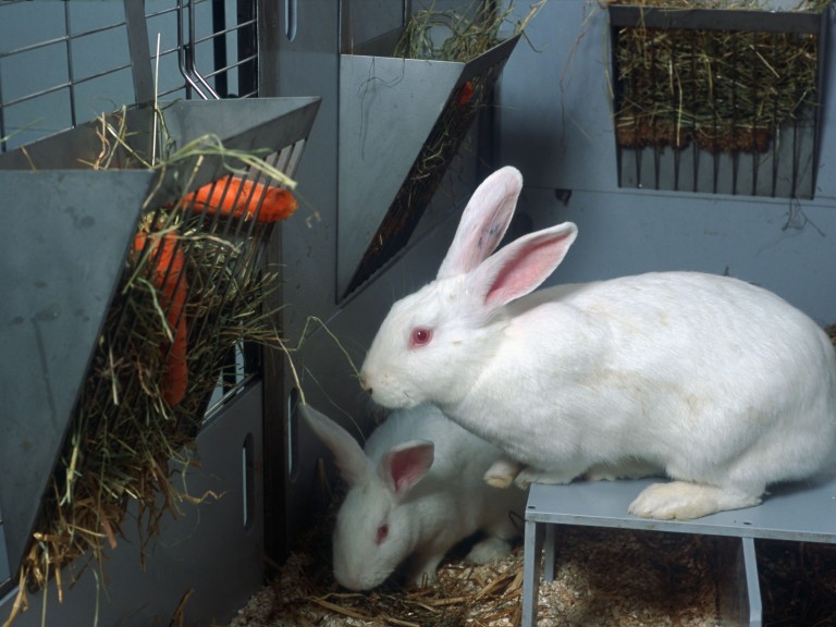 Two white rabbits in a floor pen. The cage is grey and you can see sawdust and straw on the floor. The closest rabbit is sitting on a raised ledge looking towards a food hopper which contains hay and carrots. The other rabbit can be seen exploring the floor towards the back. 