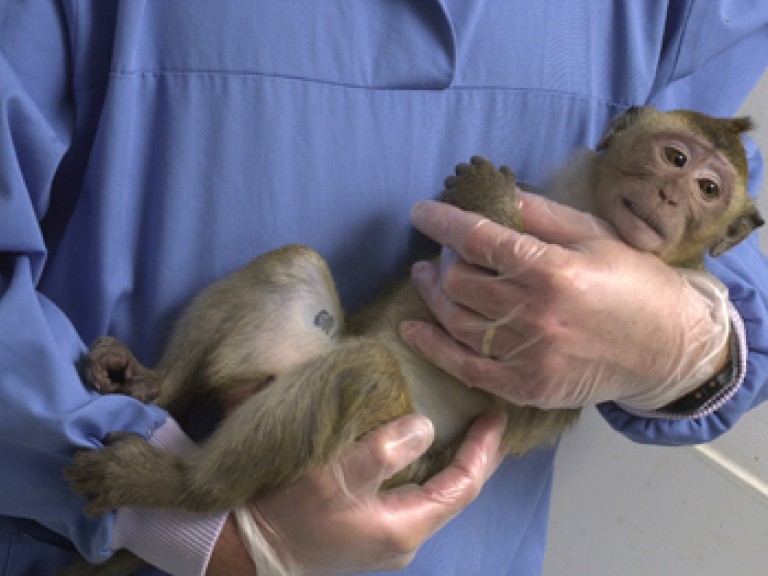 A young long-tailed macaque exhibits a partial 'fear grimace' or 'fear grin', in which the mouth is open and lips retracted.