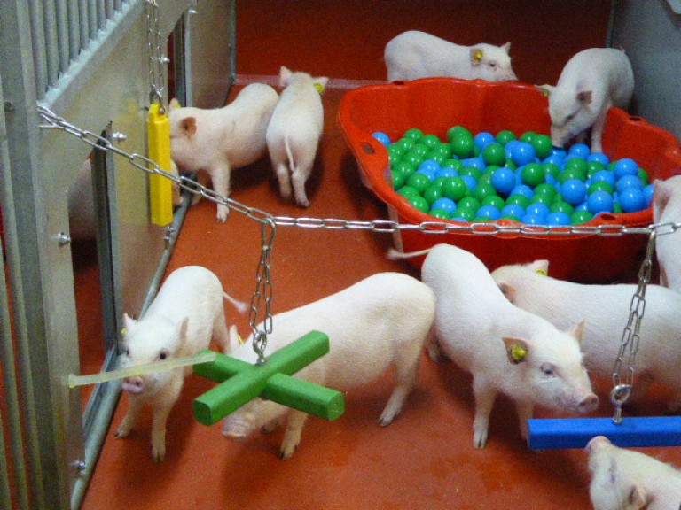 Pigs in a play pen. Many pigs can be seen in this large playpen with a red floor. There is a ball pool with red and blue balls in it towards the back of the image and colourful wooden toys suspended above the animals by chains in the foreground.