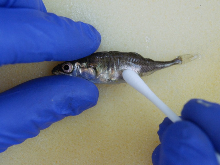 A stickleback being swabbed