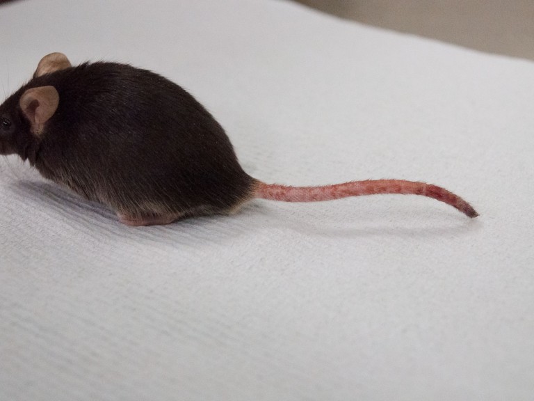 A mouse with tail injuries