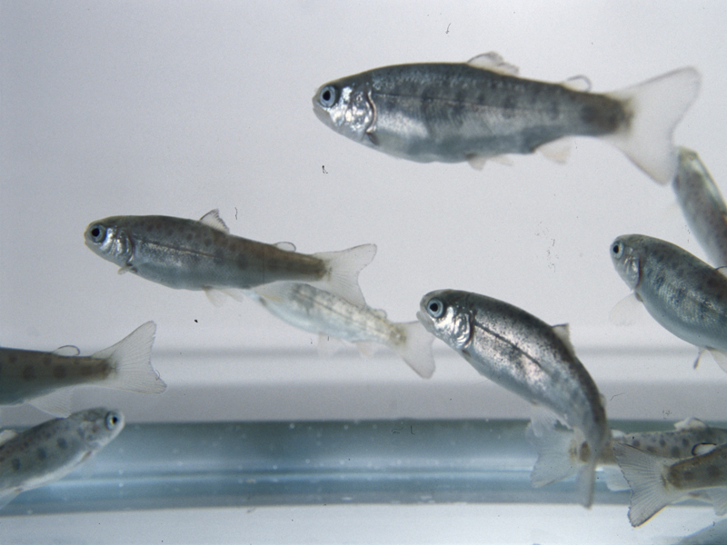 Rainbow trout in a tank