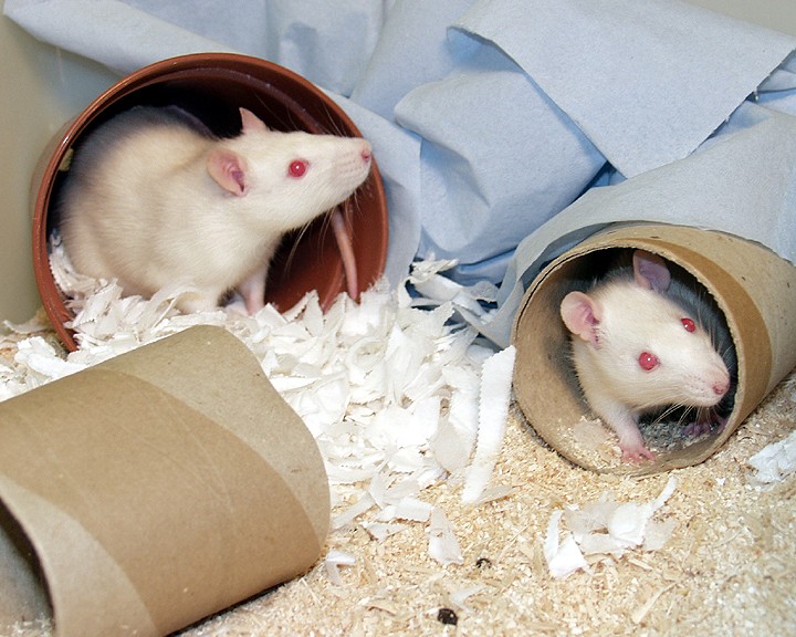 Two white rats in an enriched cage containing cardboard tunnels and paper towels.
