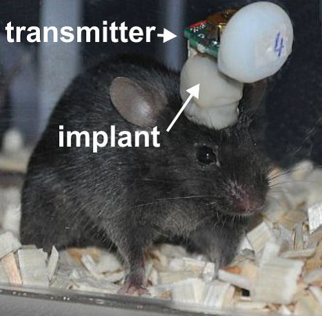 A brown mouse with a transmitter and implant on its head