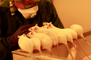 A person looking down on a row of white rats