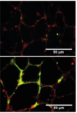 Mural cells (red) are unable to form  capillary tubule networks (green) when  derived from CADASIL iPSCs.