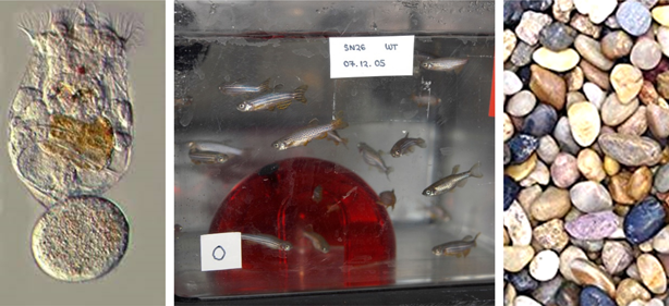 Enrichment for zebrafish includes live food (e.g. rotifers), plastic shelters and gravel substrate