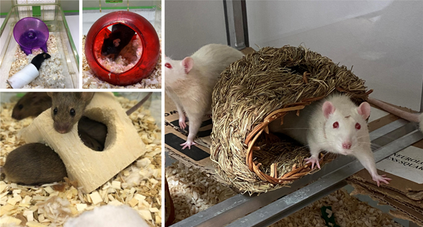 Video: mouse cage enrichment :: Understanding Animal Research