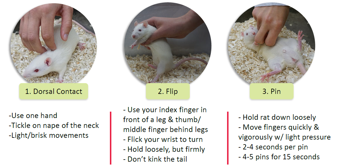 Three images of how to tickle a rat. On the right is the dorsal contact, the center is the flip and the left is the pin