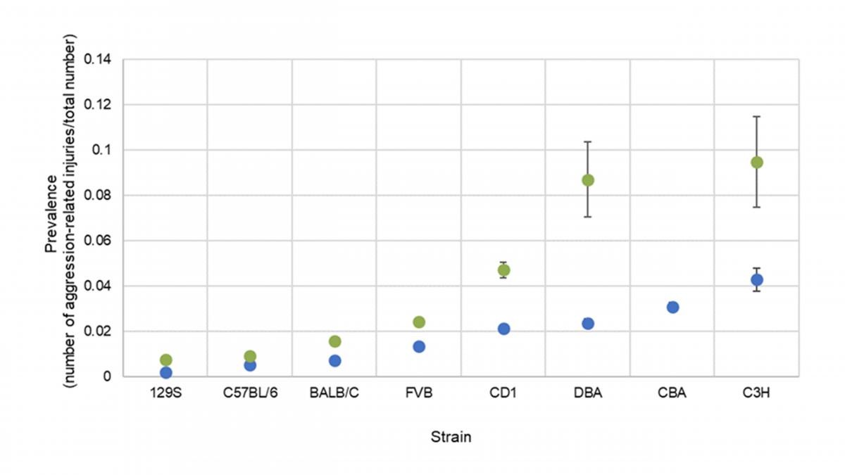 Prevalence of aggression in different strains of mice. (Blue = prevalence of aggression observed in mice, green = prevalence of aggression observed in cages)