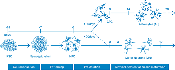 Differentiation strategy for motor neurogenesis and astrogliogenesis 