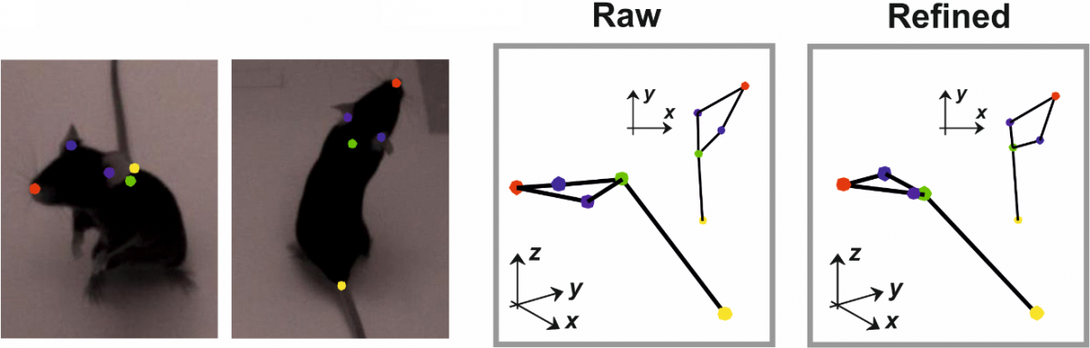 A split screen of two brown mice with multi coloured dots on them for 3D imaging purposes