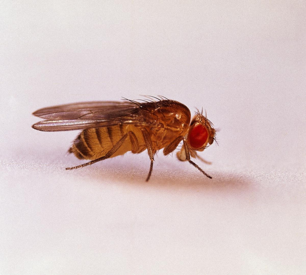 A  sideways shot of a drosophila