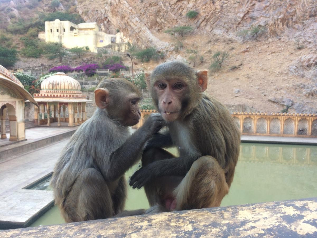 Two macaques sitting down 