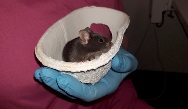 A dome home with a brown mouse resting in it